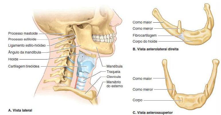 Ossos do pescoço: vértebras cervicais e hióide Hióide- suporte para manter a via respiratória aberta Osso móvel