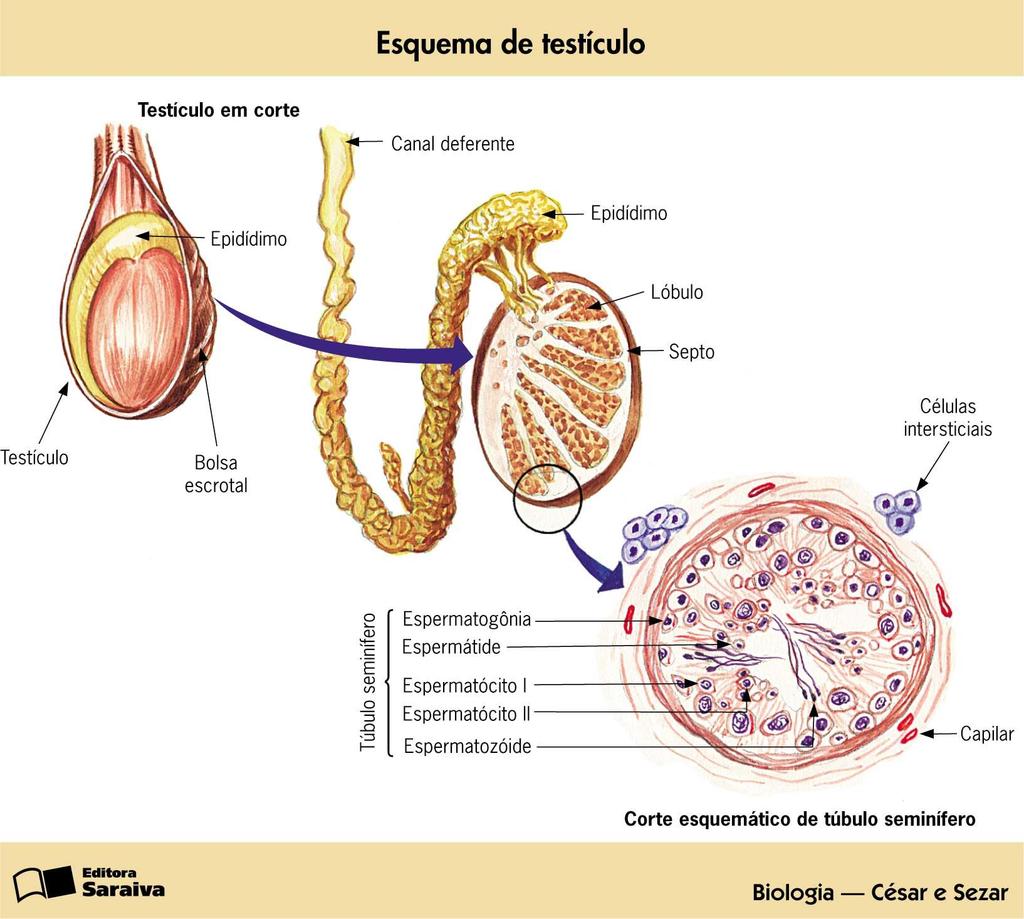 Testículos São duas glândulas situadas no escroto.