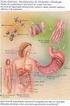 Organização do corpo superior a tecidos, como órgãos e sistemas. Filo Chordata (Cordados) Protocordados (termo sem valor taxonômico)