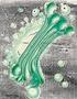 Citosqueleto: Rede de natureza proteica constituída por: microfilamentos filamentos intermédios microtúbulos