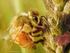 O pólen coletado pelas abelhas sem ferrão (Anthophila, Meliponinae)