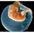 Sumário. Estrutura e Desenvolvimento Embrionário dos Sistemas de Órgãos.