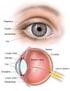 Órgão da visão (olho e acessórios)