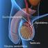 Sistema reprodutor feminino: função, anatomia e aspectos fisiopatológicos CIÊNCIAS MORFOFUNCIONAIS DOS SISTEMAS TEGUMENTAR, LOCOMOTOR E REPRODUTOR