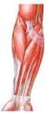 Morfologia dos músculos do ombro, braço e antebraço do quati (Nasua nasua Linnaeus, 1758)