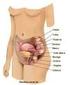 O sistema reprodutor feminino. Os ovários e os órgãos acessórios. Aula N50
