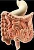 O sistema digestivo. É composto pelo tubo digestivo e pelas glândulas anexas. Boca. Glândulas salivares. Faringe. Fígado. Esófago.